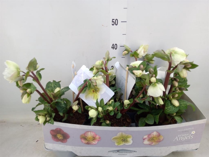 <h4>Helleborus  'Fkiss Moondance'</h4>