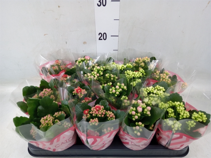 <h4>Kalanchoe blos.   ..rosebud mix  5</h4>