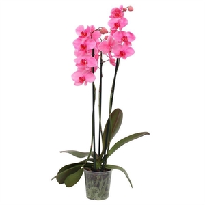 Phal I Am Pink 3T18+ (24u levertijd)