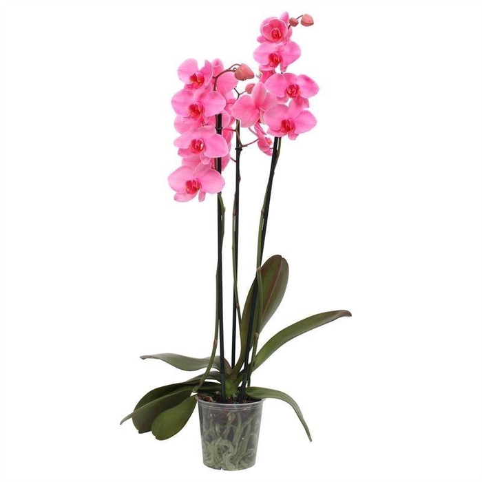 <h4>Phal I Am Pink 3T18+ (24u levertijd)</h4>