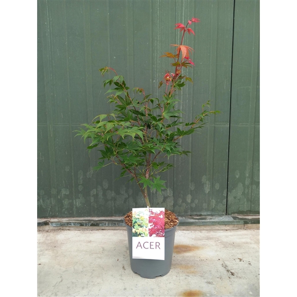 <h4>Acer palmatum Osakazuki</h4>