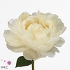 Paeonia snow mountain