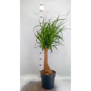 Beaucarnea recurvata