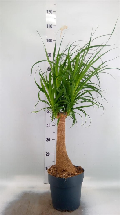 <h4>Beaucarnea recurvata</h4>