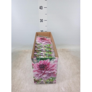 Dahlia   ...flowerbulbs