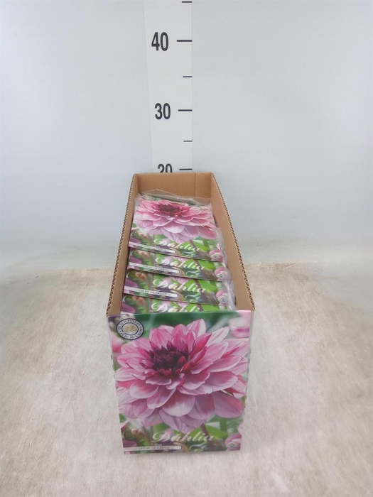 <h4>Dahlia   ...flowerbulbs</h4>