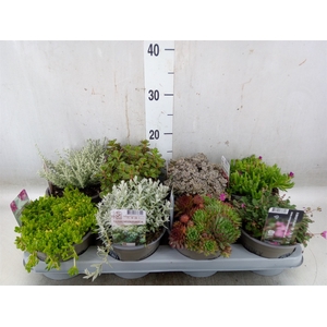 Rotsplanten   ...mix   [Rock plant]