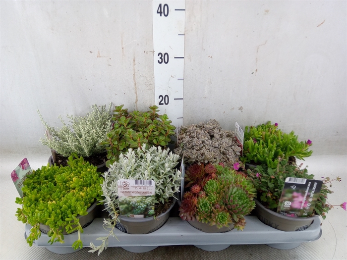 <h4>Rotsplanten   ...mix   [Rock plant]</h4>