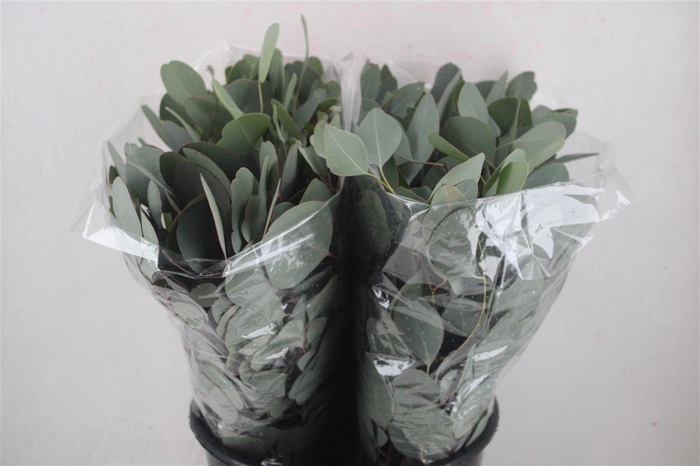 <h4>Euca Populus Short 150gr P Bunch</h4>