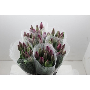 Tu Fr En Saint Tropez