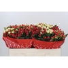 Hypericum Rainbow Romance