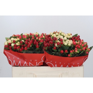 Hypericum Rainbow Romance