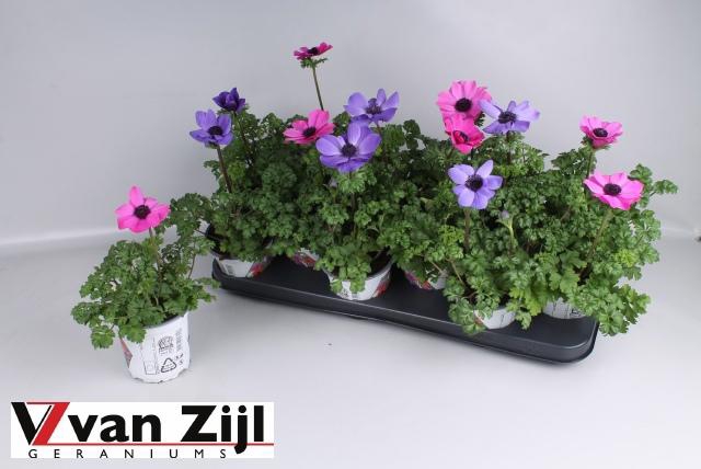 <h4>ANEM CO HARM GEM</h4>