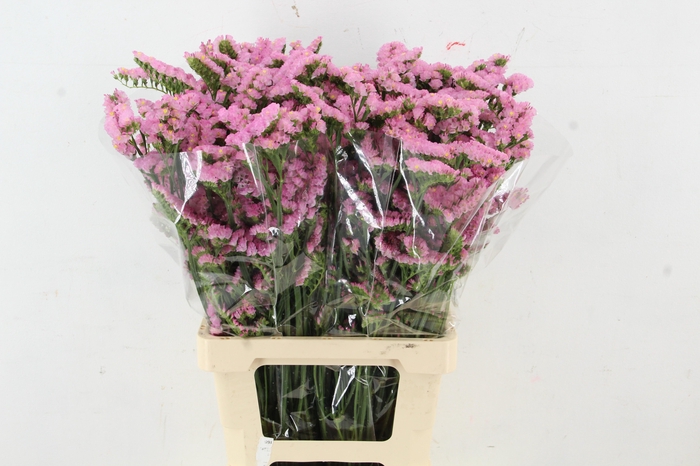 <h4>STATICE PINK</h4>