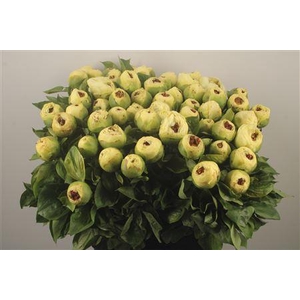 Paeo Lemon Chiffon Ex