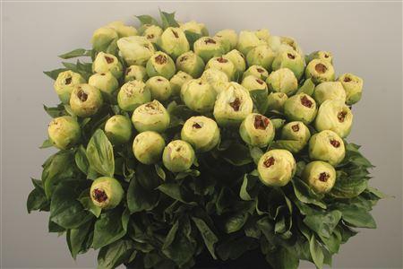 Paeo Lemon Chiffon Ex