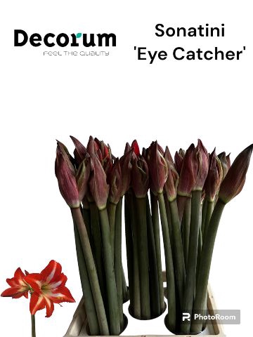 <h4>Sonatini Eye Catcher 865</h4>