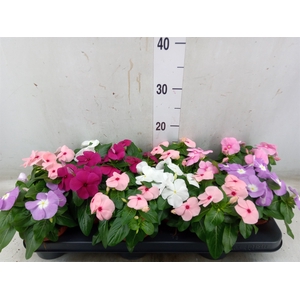 Catharanthus ros.   ...mix