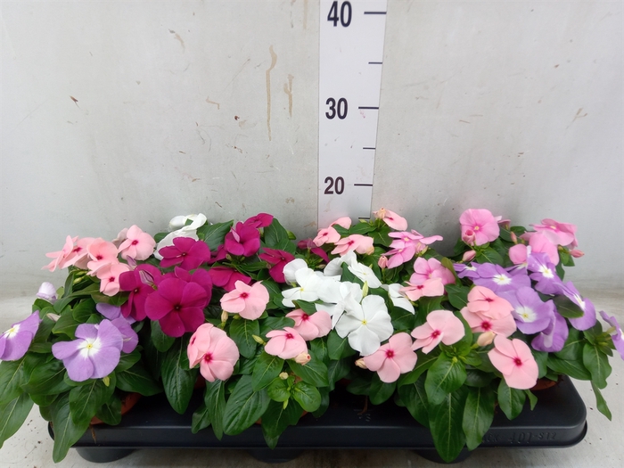 <h4>Catharanthus ros.   ...mix</h4>