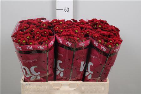 <h4>Chr S Ladybird</h4>