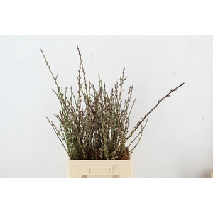 ABRIKOZENBLOESEM PER STEM 060CM