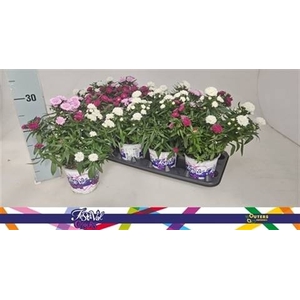 ASTER SHOWM GEM