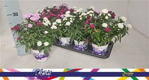 <h4>ASTER SHOWM GEM</h4>