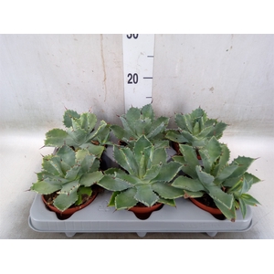 Agave potatorum