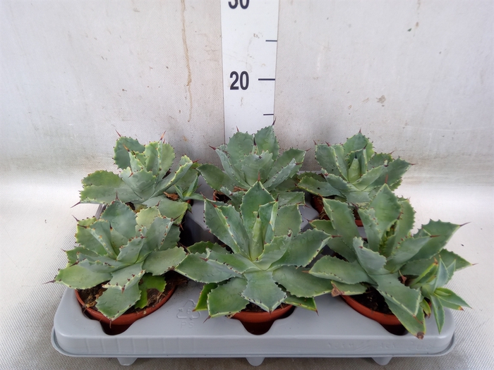 <h4>Agave potatorum</h4>