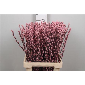 Salix Ov Klb Light Pink