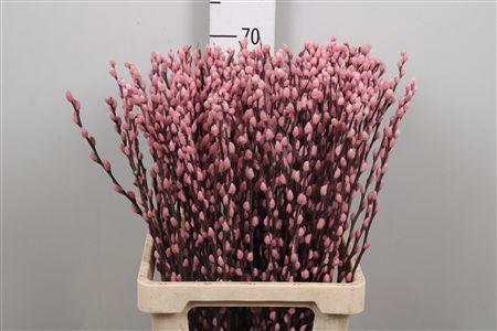 <h4>Salix Ov Klb Light Pink</h4>
