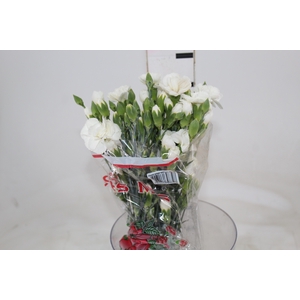 CRAVO SPRAY WHITE NATILA 060 CM