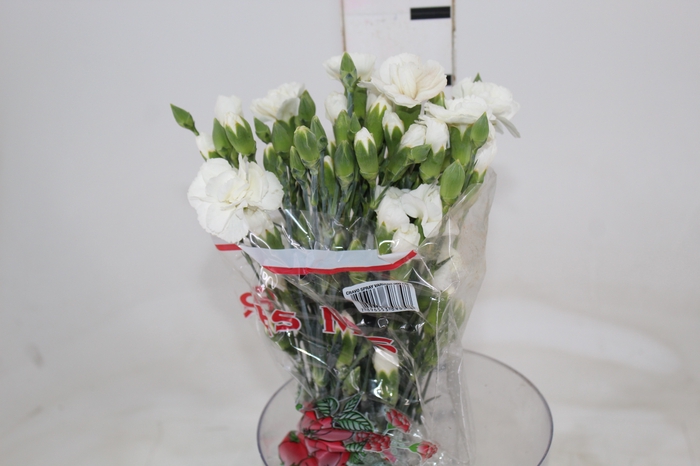 CRAVO SPRAY WHITE NATILA 060 CM