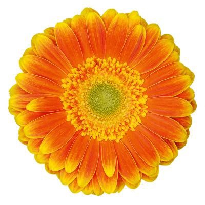 <h4>Gerbera Wannabe Diamond</h4>