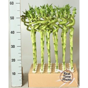DRA LUCKY BAMBOO