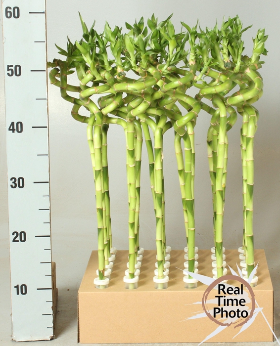 <h4>DRA LUCKY BAMBOO</h4>