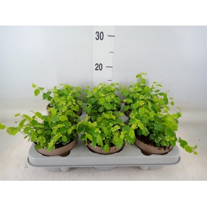 Ficus pumila 'White Sunny'