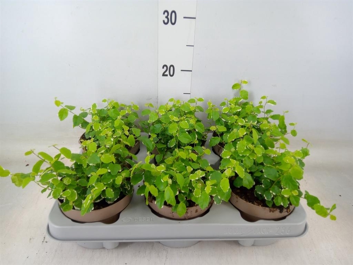 <h4>Ficus pumila 'White Sunny'</h4>