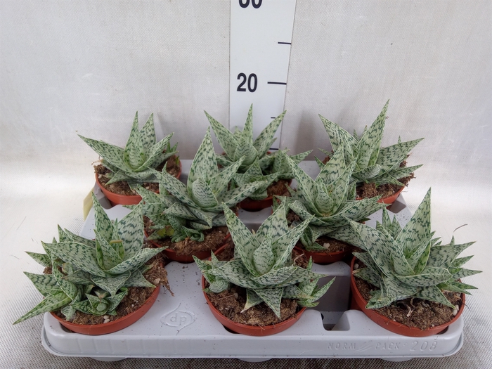 Aloe   ...