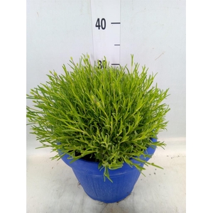 Lavandula angus. 'Hidcote'