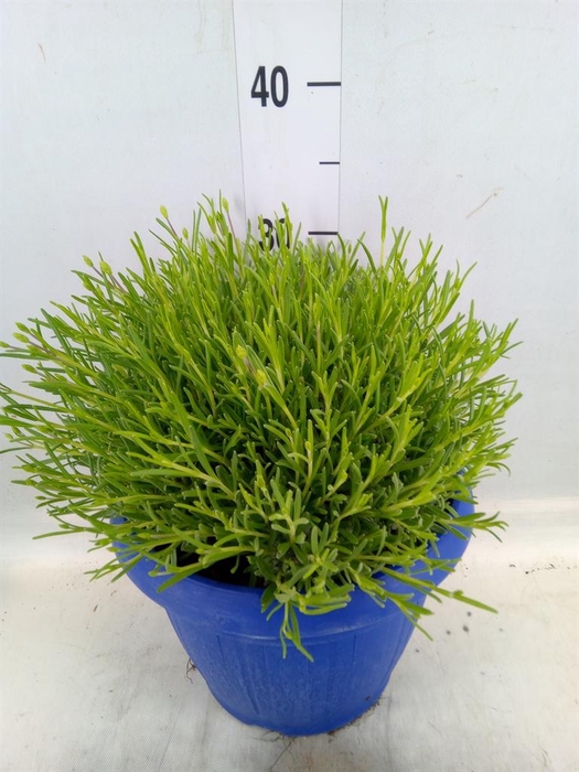 <h4>Lavandula angus. 'Hidcote'</h4>