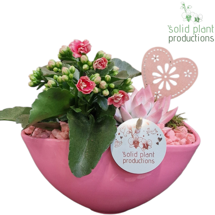 <h4>KE006 Katty Pink VM</h4>