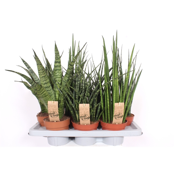 <h4>Sansevieria Luxe mix</h4>