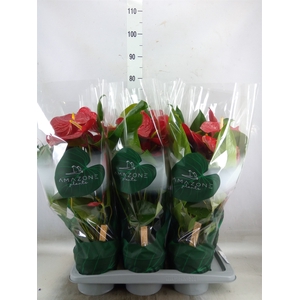 Anthurium andr. 'Nevada'