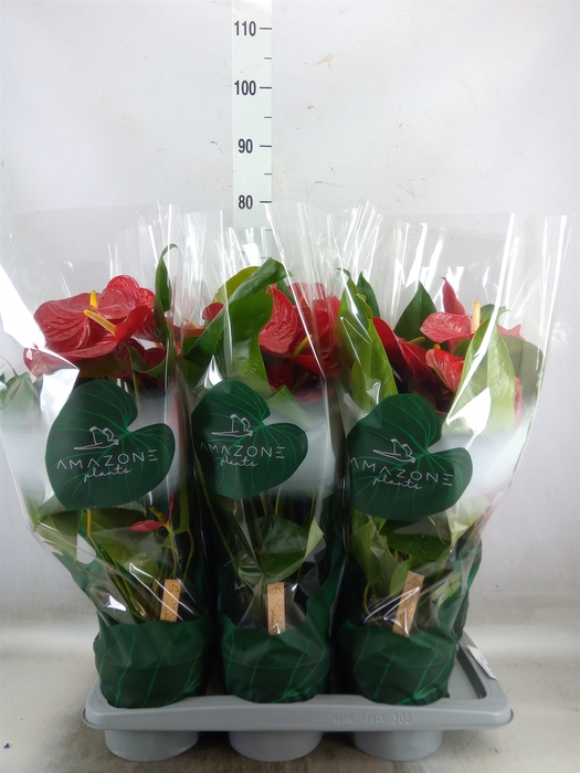 <h4>Anthurium andr. 'Nevada'</h4>