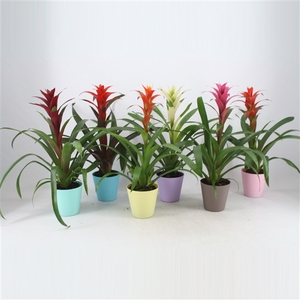 Guzmania mix in plastic pastel pot