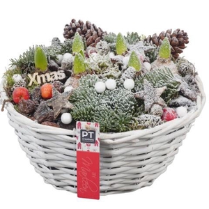 PTHCH6720 Arrangement Hyacint Christmas in mand