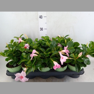 Mandevilla am. 'Sundav Cream Pink'