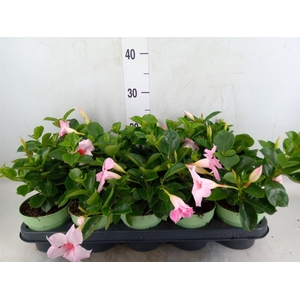 Mandevilla am. 'Sundav Cream Pink'