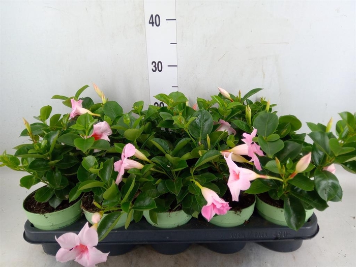<h4>Mandevilla am. 'Sundav Cream Pink'</h4>